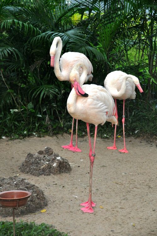 Flamingo, Rožinis Flamingas, Paukščiai, Zoologijos Sodas, Gamta