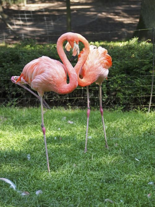 Flamingo, Paukštis, Rožinis