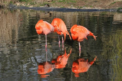 Flamingo, Paukštis, Gyvūnas, Oranžinė