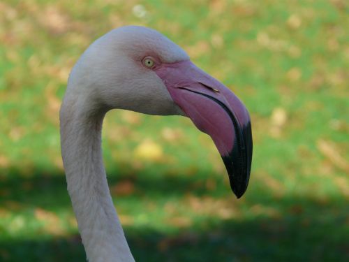 Flamingo, Sąskaitą, Drenažo Sąskaitą, Fenikopteriformas, Phoenicopteridae, Paukščiai, Kaklas, Galva, Ilgai, Vaizdas