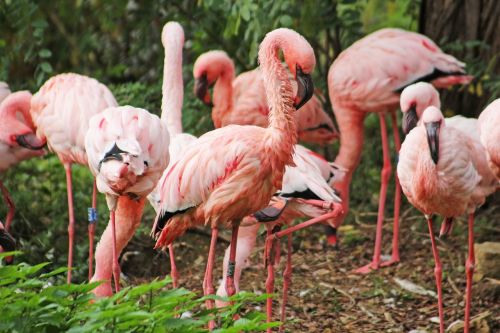 Flamingo, Rožinis, Paukščiai, Laukinės Gamtos Fotografija, Stovėti, Gyvūnų Grupė, Pinnate