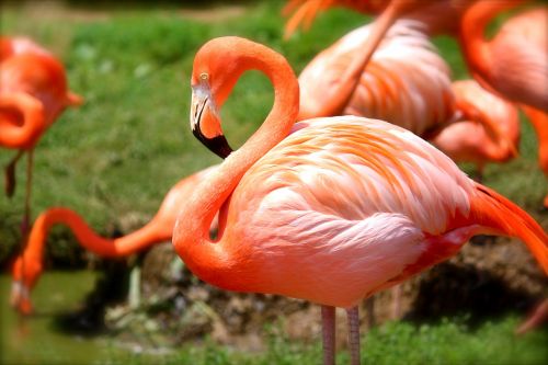 Flamingo, Paukštis, Rožinis, Gamta, Gyvūnas, Laukinė Gamta, Laukiniai, Atogrąžų, Zoologijos Sodas, Snapas, Plunksna, Spalva, Spalvinga, Parkas