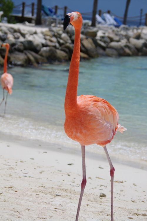 Flamingo, Papludimys, Vasara, Aruba