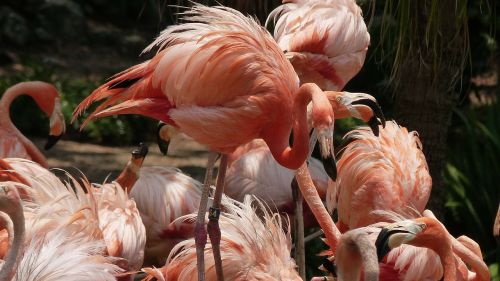 Flamingo, Paukštis, Rožinis, Gyvūnas, Spalva