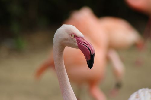 Flamingo, Gyvūnas, Laukinės Gamtos Fotografija