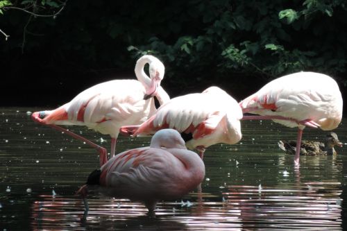 Flamingo, Paukščiai, Zoo Augsburg, Gaubtas, Gyvūnas, Zoologijos Sodas, Stovintis