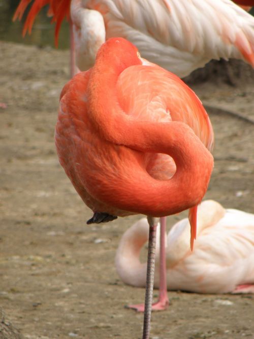 Flamingo, Kaklas, Slanksteliai, Paukštis