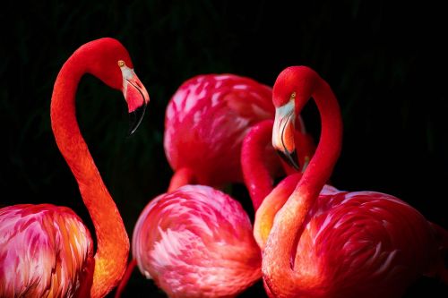 Flamingo, Phoenicopterus, Flamingos, Phoenicopteriformes, Karibų Flamingas, Phoenicopterus Ruber, Raudona, Parkas, B, Spalvos, Ks