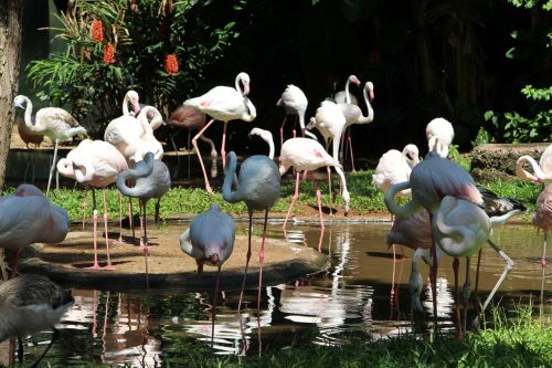 Flamingo,  Lake,  Nature,  Fauna,  Parque Das Aves