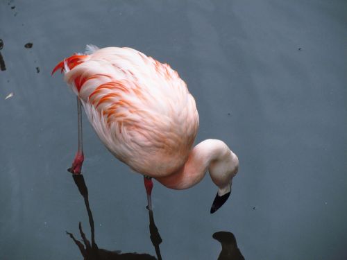 Flamingo,  Zoologijos Sodas,  Vanduo,  Rožinis,  Egzotiškas,  Plunksna,  Paukštis,  Laukinė Gamta,  Snapas