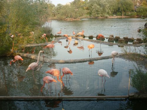 Flamingo,  Zoologijos Sodas,  Tvenkinys,  Rožinis Flamingas,  Gamta,  Gyvūnai,  Paukštis,  Paukščiai