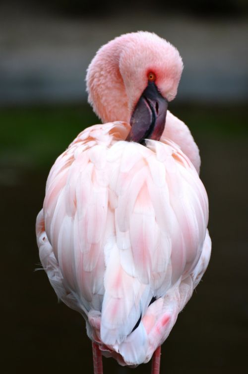 Flamingo, Rožinis, Gyvūnas, Paukštis