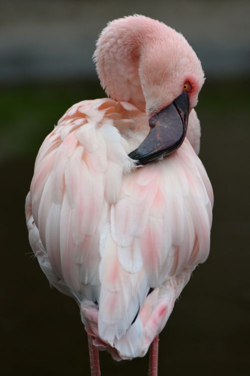 Flamingo, Rožinis, Gyvūnas, Paukštis