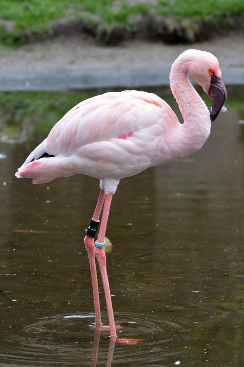 Flamingo, Rožinis, Gyvūnas, Paukštis