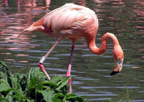 Flamingo, Paukštis, Vandens Paukščiai, Rožinis, Zoologijos Sodas, Egzotiškas, Atogrąžų, Spalvinga, Laukinė Gamta, Gamta, Vanduo