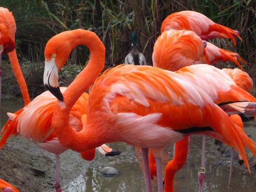 Flamingo,  Rožinis,  Paukštis,  Gyvūnas,  Zoologijos Sodas,  Sakramento Zoologijos Sode