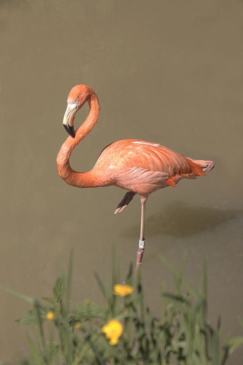 Flamingo,  Rožinis,  Paukštis,  Gyvūnai,  Rožinis Flamingas,  Zoologijos Sode