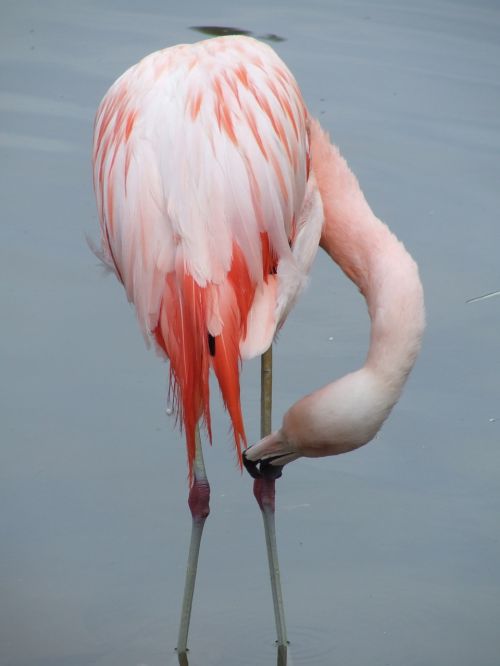 Flamingo,  Paukštis,  Plunksna,  Vandens Paukštis