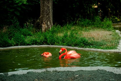 Flamingo,  Oranžinė,  Vanduo,  Plaukti,  Motyvas,  Rūšis,  Gamta,  Paukštis,  Gyvūnas,  Plumėjimas,  Laukinės Gamtos Fotografija,  Vandens Paukštis,  Gyvūnų Pasaulis,  Plunksna,  Padaras,  Sąskaitą,  Pavasario Suknelė,  Laukiniai,  Spalva,  Spalvinga