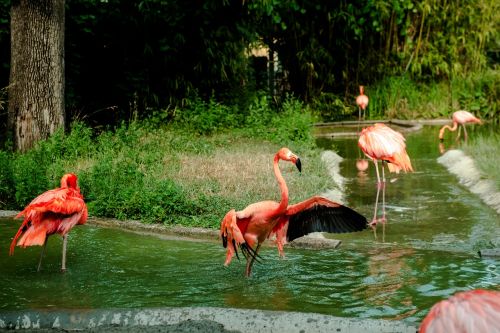 Flamingo,  Oranžinė,  Vanduo,  Plaukti,  Motyvas,  Rūšis,  Gamta,  Paukštis,  Gyvūnas,  Plumėjimas,  Laukinės Gamtos Fotografija,  Vandens Paukštis,  Gyvūnų Pasaulis,  Plunksna,  Padaras,  Sąskaitą,  Pavasario Suknelė,  Laukiniai,  Spalva,  Spalvinga
