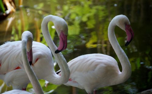 Flamingo, Flamingos, Vandens Paukštis, Snapas, Paukščiai, Rožinis