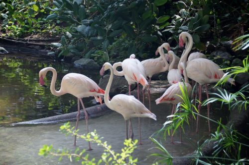 Flamingo, Vandens Paukštis, Plunksna, Snapas, Paukščiai, Rožinis, Flamingos