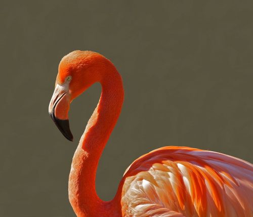 Flamingo, Paukštis, Rožinis, Atogrąžų, Spalva, Makro, Iš Arti, Oranžinė, Spalvinga, Gražus, Gamta, Lauke