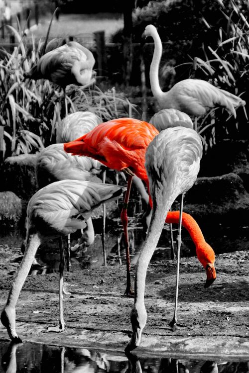 Flamingo, Gyvūnas, Rožinis, Zoologijos Sodas, Paukštis, Plumėjimas