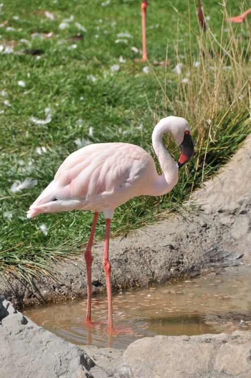 Flamingo, Paukštis, Mažesnis, Rožinis, Paukštis, Fauna, Laukinė Gamta, Gamta