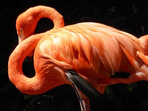 Flamingo, Raudona, Plumėjimas, Kaklas, Plunksna