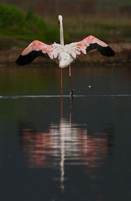 Flamingo, Izmir, Paukštis, Rožinis, Ežeras