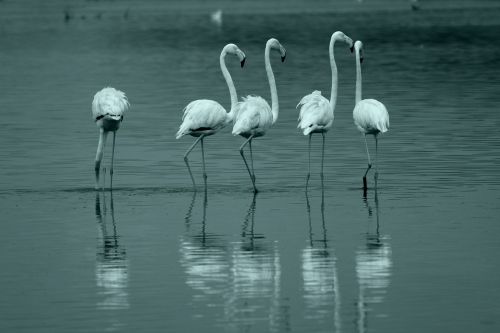 Flamingo, Paukštis, Ežeras, Izmir