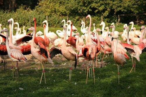 Flamingo, Paukštis, Paukščiai, Rožinis Flamingas, Tvenkinys, Zoologijos Sodas