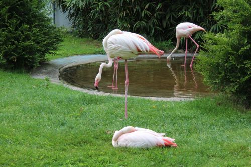 Flamingos, Parkas, Vandens Paukštis, Tvenkinys