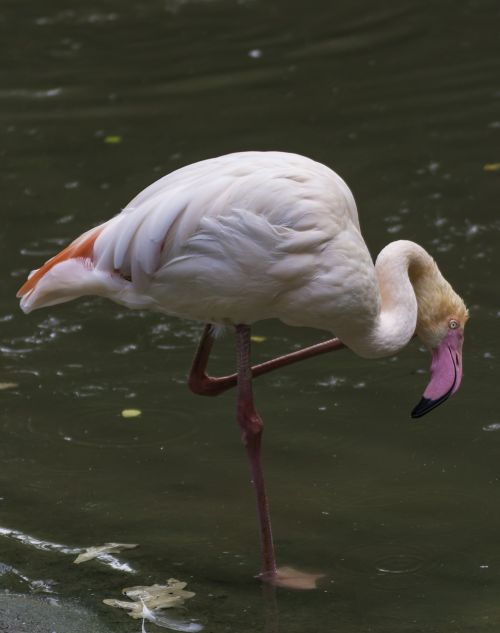 Flamingo, Paukštis, Rožinis, Sąskaitą, Zoologijos Sodas, Plunksna, Vandens Paukštis