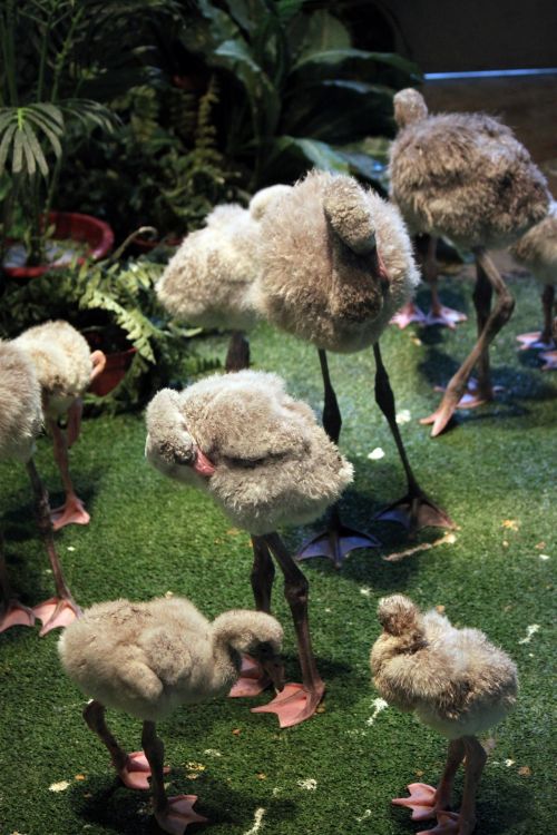 Flamingo,  Kūdikis,  Tėvai,  Flamingo Kūdikis Ir Tėvai