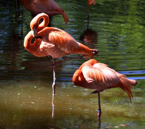 Flamingos,  Paukštis,  Atogrąžų,  Laukinė Gamta,  Gamta,  Egzotiškas,  Gyvūnas,  Rožinis,  Laukiniai,  Zoologijos Sodas,  Spalvinga,  Natūralus,  Balta,  Snapas,  Fauna,  Modelis,  Afrika,  Kaklas,  Plunksna,  Sparnas,  Gyvūnų Rezervas,  Florida,  Usa,  Flamingo Fonas