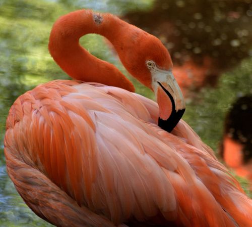 Flamingos,  Paukštis,  Atogrąžų,  Laukinė Gamta,  Gamta,  Egzotiškas,  Gyvūnas,  Rožinis,  Laukiniai,  Zoologijos Sodas,  Spalvinga,  Natūralus,  Balta,  Snapas,  Fauna,  Modelis,  Afrika,  Kaklas,  Plunksna,  Sparnas,  Gyvūnų Rezervas,  Florida,  Usa,  Flamingo Fonas