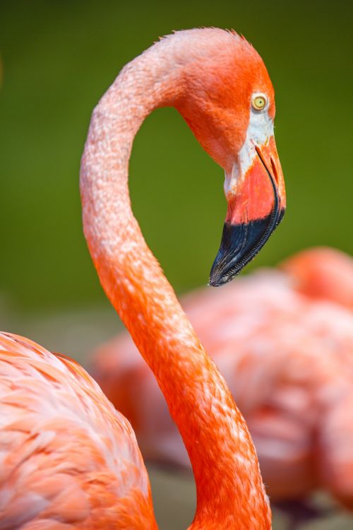 Gyvūnas,  Snapas,  Paukštis,  Uždaryti,  Iš Arti,  Išsamiai,  Plunksna,  Flamingo,  Galva,  Gamta,  Oranžinė,  Rožinis,  Plumėjimas,  Portretas,  Atogrąžų,  Laukinė Gamta,  Flamingo Paukščio Galvą
