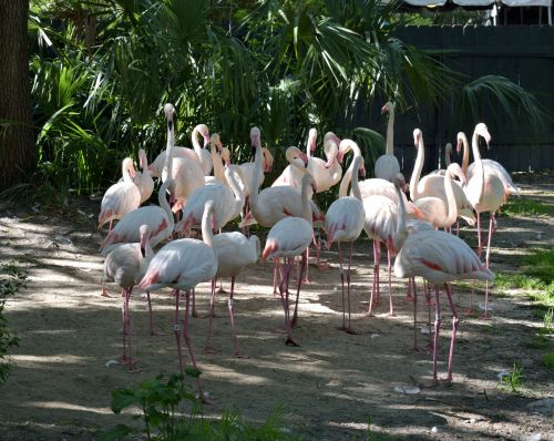 Flamingos,  Paukštis,  Atogrąžų,  Laukinė Gamta,  Gamta,  Egzotiškas,  Gyvūnas,  Rožinis,  Laukiniai,  Zoologijos Sodas,  Spalvinga,  Natūralus,  Balta,  Snapas,  Fauna,  Modelis,  Afrika,  Kaklas & Nbsp,  Plunksnomis,  Sparnas,  Gyvūnų Rezervas,  Florida,  Usa,  Flamingo Paukščiai
