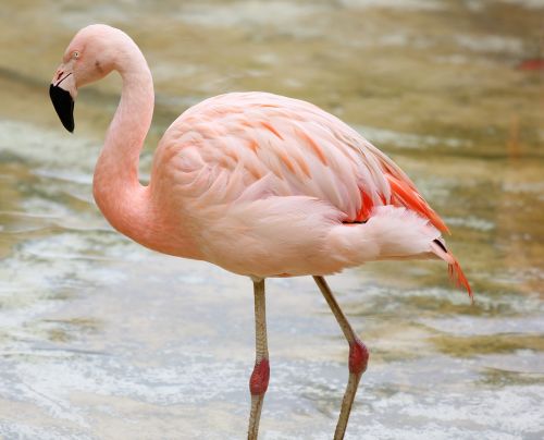 Flamingas Prie Ežero, Spalvinga, Paukštis, Puiku, Laukiniai, Paukštis Ant Ežero