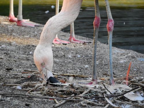 Flamingo Chilean, Phoenicopterus Chilensis, Flamingo, Snapas, Ilgas Kaklas, Covey, Prague Zoo, Vandens Paukščiai, Lizdų Statyba