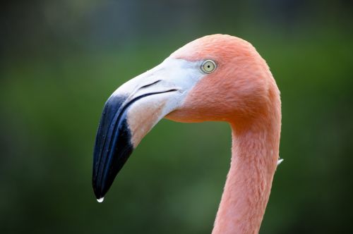 Flamingo,  Plunksnos,  Rožinis,  Paukštis,  Iš Arti,  Zoologijos Sodas,  Vanduo,  Gerti,  Flamingo Close-Up