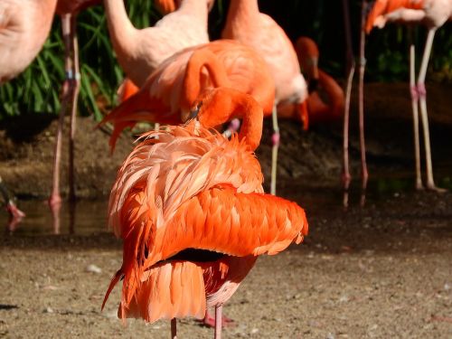 Flamingo Kubas, Phoenicopterus Ruber Ruber, Raudonasis Flamingas, Purus, Švarus, Plunksna, Valymas