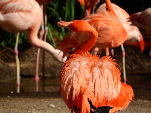 Flamingo Kubas, Phoenicopterus Ruber Ruber, Raudonasis Flamingas, Purus Plunksnos