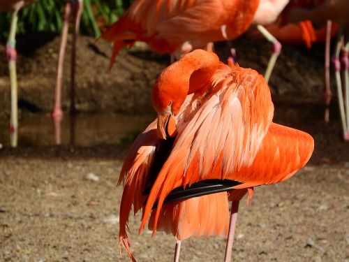 Flamingo Kubas, Phoenicopterus Ruber Ruber, Raudonasis Flamingas, Purus, Švarus, Plunksna, Valymas