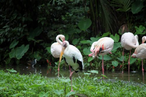 Flamingo,  Grupė,  Tvenkinys,  Flamingo Grupė Ant Tvenkinio