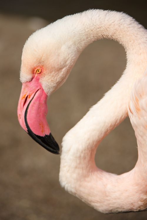 Flamingo,  Galva,  Afrika,  Gyvūnas,  Snapas,  Paukštis,  Egzotiškas,  Fauna,  Lauke,  Rožinis,  Flamingo Galva