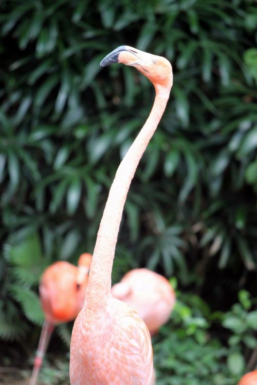 Flamingo,  Galvos & Nbsp,  Ilgas & Nbsp,  Kaklas,  Flamingo Galvą Su Ilgu Kaklu
