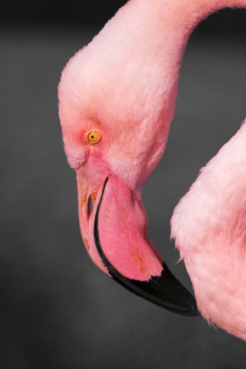 Flamingo,  Galva,  Afrika,  Gyvūnas,  Snapas,  Paukštis,  Egzotiškas,  Fauna,  Lauke,  Rožinis,  Flamingo Galva